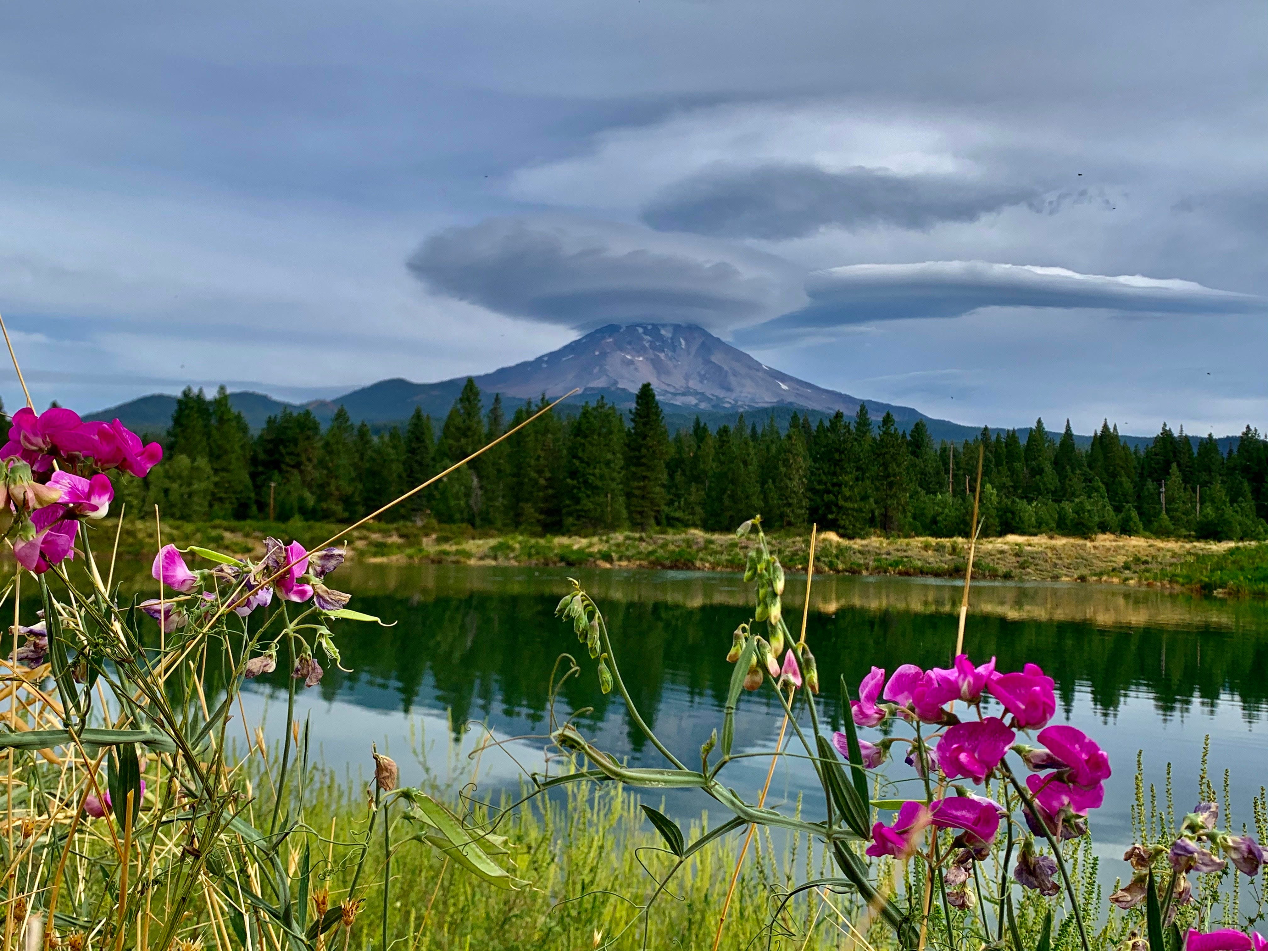 Mt. Shasta with sweet peas and lenticular clouds as seen from McCloud in August 2020.