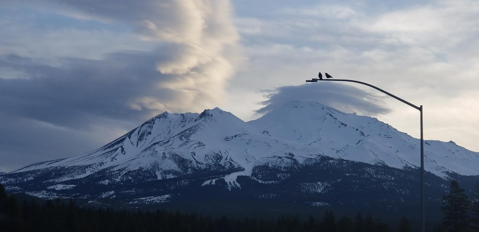 Birds enjoy the view over Mt. Shasta and a lenticular cloud in February of 2018.