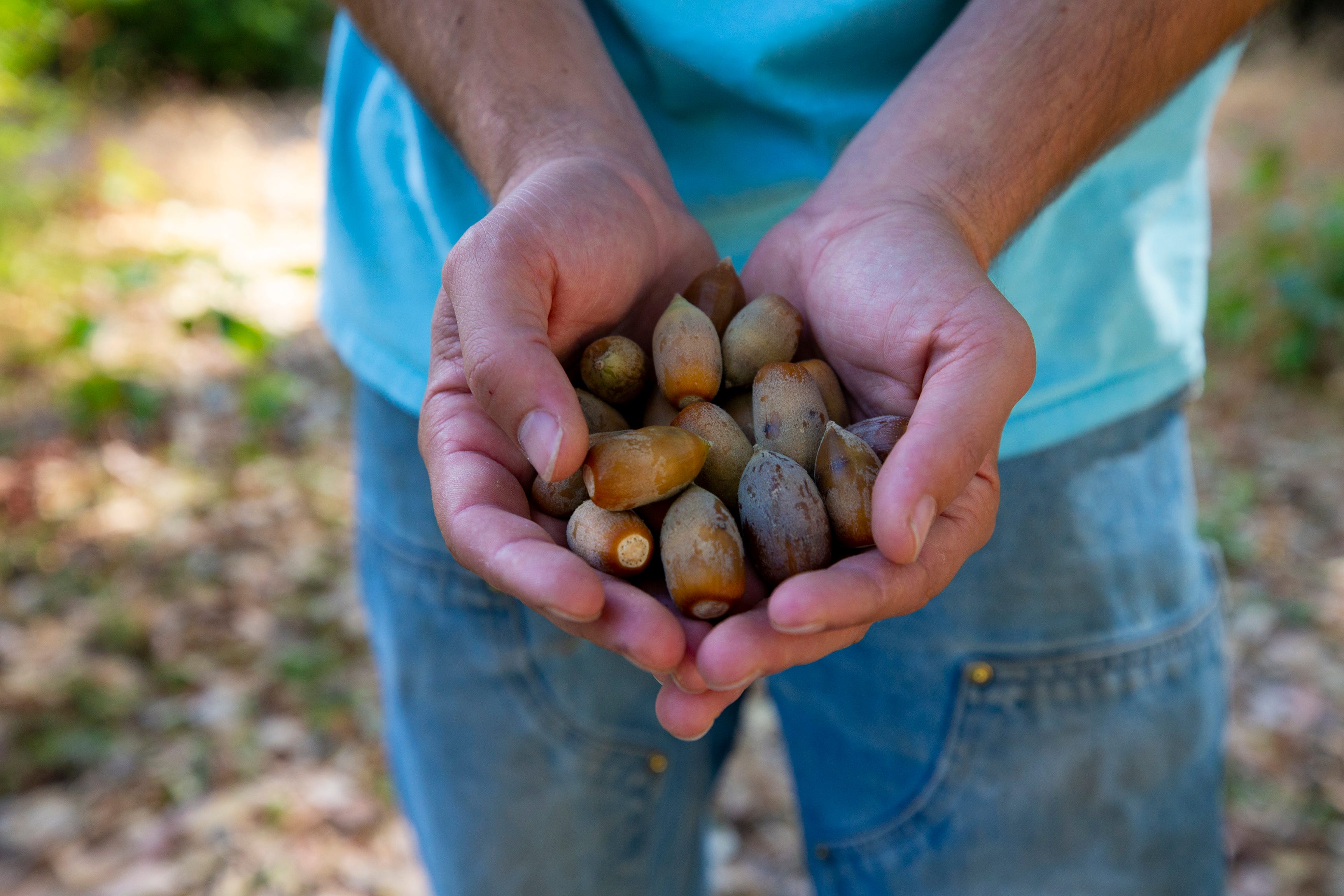 Chook Chook Hillman, Karuk cultural resources technician, picks up acorns from his property in Orleans, California. Hillman talks about not owning the Earth but owning responsibilities to the Earth.