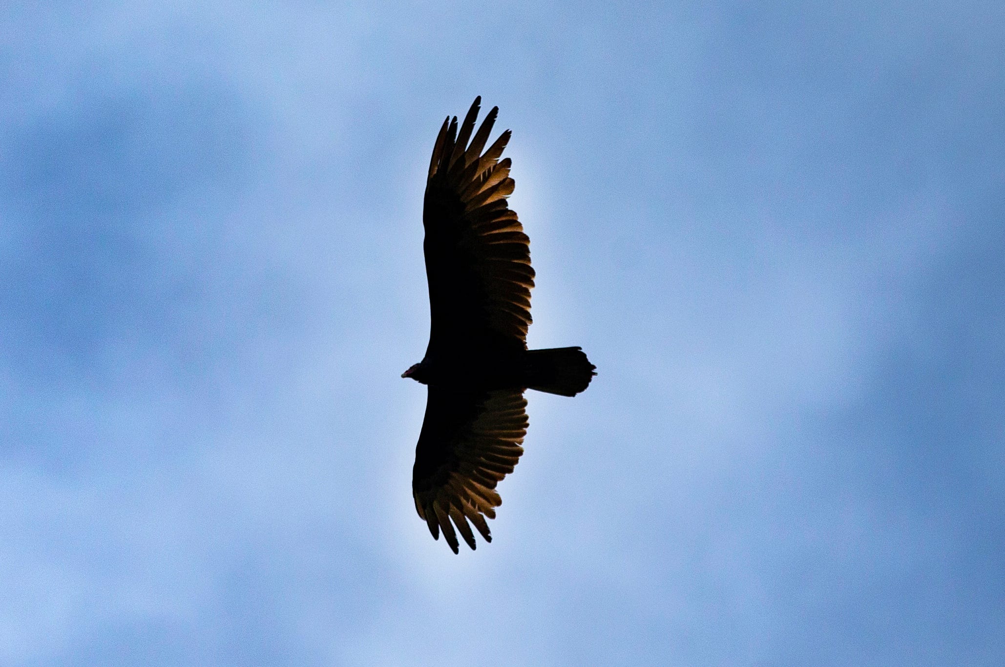 A turkey vulture flies near the Klamath River in Orleans, California.
