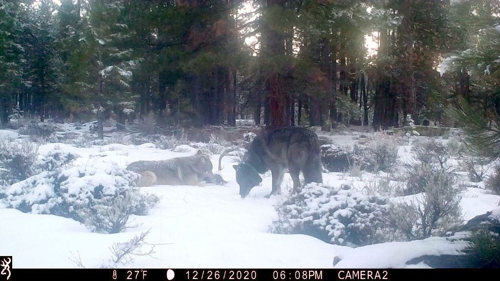 What is believed to be a female gray colored wolf with OR-85 (black colored wolf with green colored satellite location collar) in Siskiyou County in late December. The female is scavenging on an old carcass that is believed to have been possible road kill, said Kent Laudon, California Fish and Wildlife’s Senior Environmental Scientist Specialist.